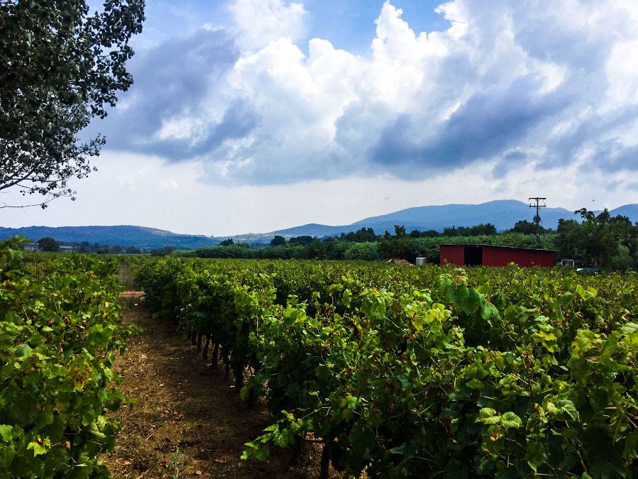 rows of vines at 'Dionysia Kelaria' vineyards in the background of mountains and blue sky